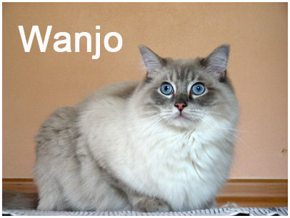 Wanjo